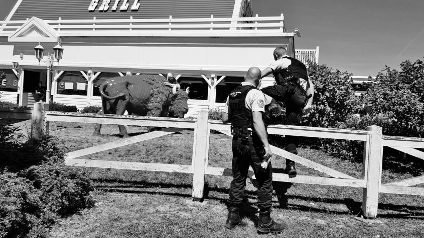 Gilbert Coqalane, artiste performer, dÈcoche des flËches dans la sculpture en forme de bison trÙnant devant le restaurant Buffalo Grill d'Essey-lËs-Nancy. Dans le but de mettre en lumiËre l'absurditÈ d'une situation animale.